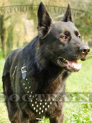 Harness with Nickel Spikes for German Shepherd