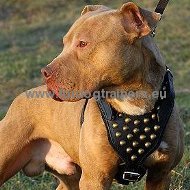 Pettorina in cuoio con borchie di ottone per Amstaff