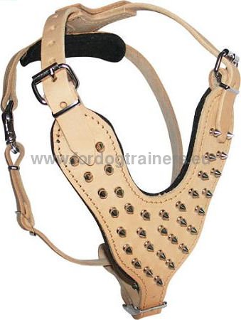 Bullmastiff leather harness with brass decorations