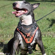 Bemaltes Ledergeschirr fr Bull Terrier