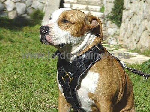 Harnais joli et durable pour
Amstaff