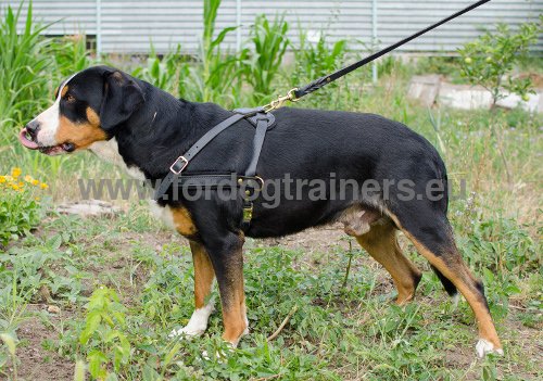 Adjustable Leather Harness for Swiss Dog