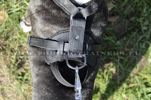 Harnais confort en cuir pour chien