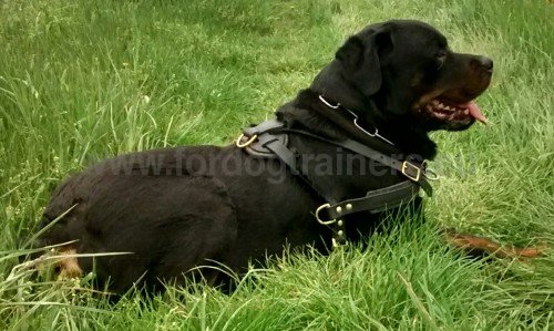Harnais en cuir super bien réglable pour Rottweiler