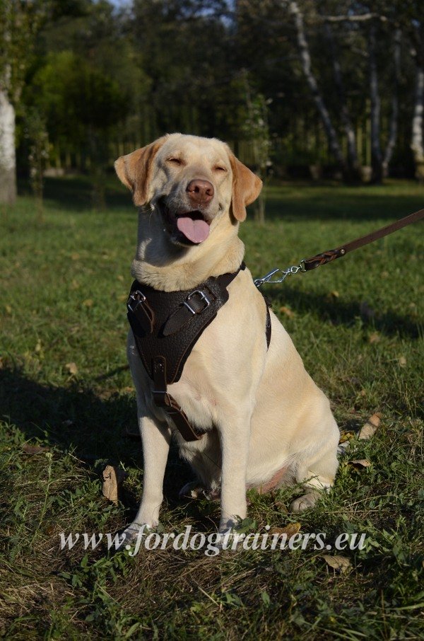 Labrador Retriever harnais en cuir marron