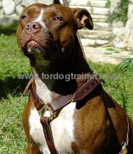 Leather harness for pulling activity Pitbull