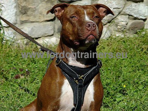 Harness Black Leather for Pitbull