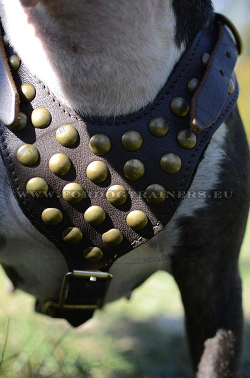 Leather Harness for Bull Terrier