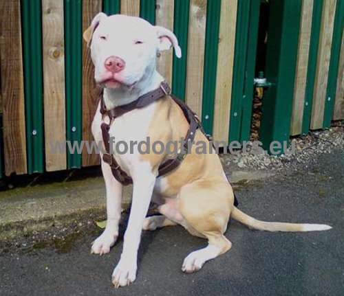 Leather harness for walks and tracks for Pitbull