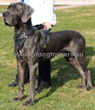 Excellent leather harness for Great Dane