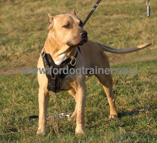 Large dog harness of selected genuine leather
for pitbull