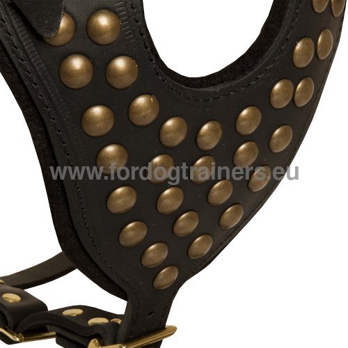 Studded Dog Harness