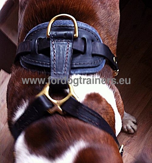 Super Strong Leather Harness for Boxer