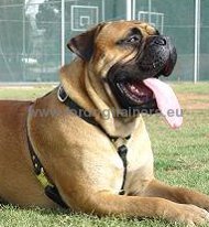 Handmade leather harness for Bullmastiff