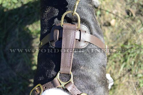 Harnais pratique et utile pour Bull Terrier