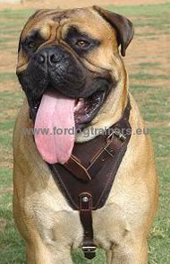 Bullmastiff Leather Harness for Agitation #