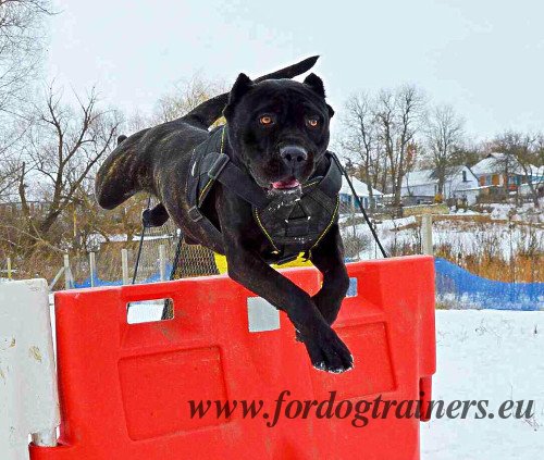 Harnais extra résistant pour dressage de Bandog de haut
niveau