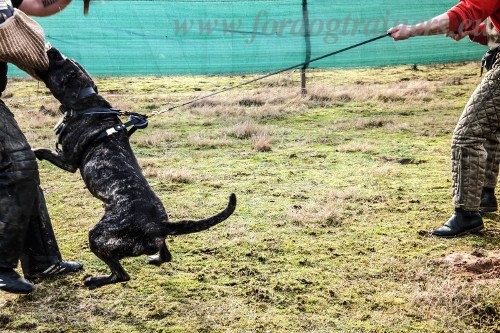 Harnais en cuir pour chien de protection