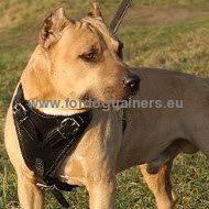 Solid Leather Dog Harness for Amstaff ✪