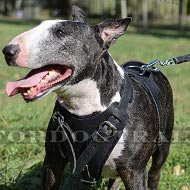 Harnais Formation & Sport pour Bull Terrier | Harnais durable