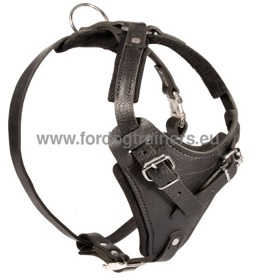 Harnais pour Dobermann Cuir de qualit