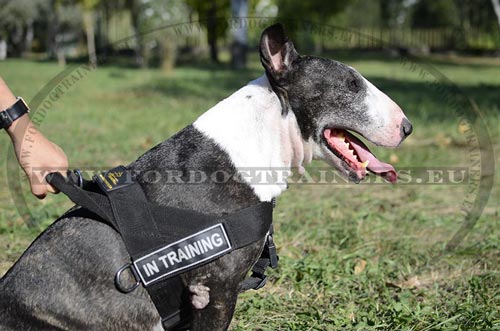 Harnais synthtique bien rglable
pour Bull Terrier