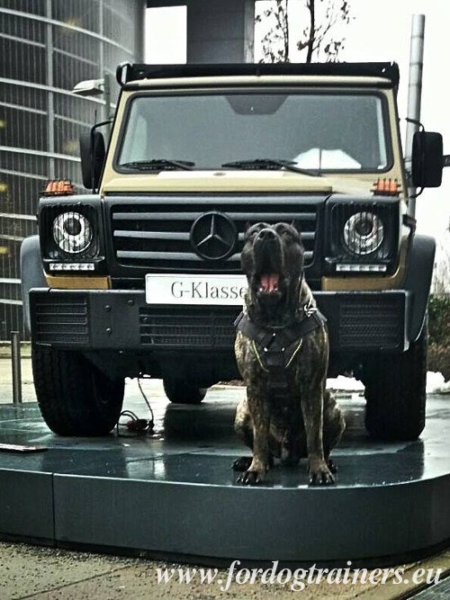 Harnais de sport Dogue des Canaries