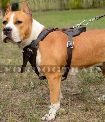 Amstaff bequemes Ledergeschirr