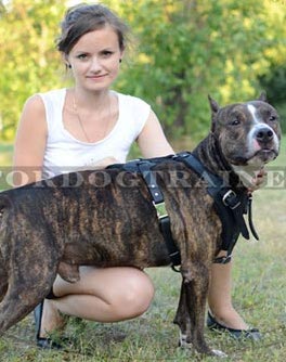 Amstaff in braunem Ledergeschirr