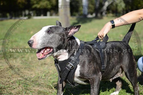 Harnais pour Bull Terrier Ajustement Précis