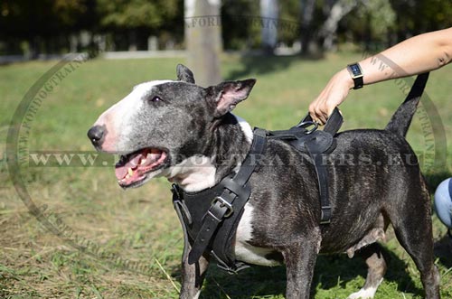 Harnais pour Bull Terrier Ajustement Prcis