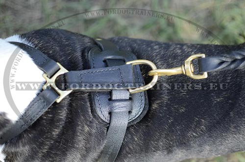 Harnais en cuir avec attache rapide pour
Bull Terrier