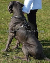 Great quality leather and
furniture dog harness for Great Dane