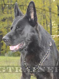 Hundegeschirr Leder mit Nieten fr Deutscher Schferhund