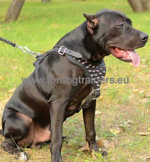 Hundegeschirr aus Leder fr Pitbull