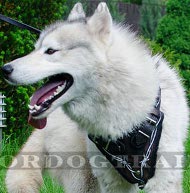 Harnais dcor pour Husky | Harnais en cuir pour Akita▼