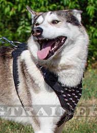 Studded harness for Laika