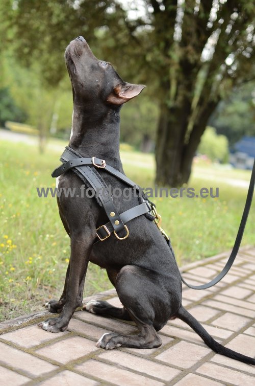 Hundegeschirr aus Leder fr Pitbull