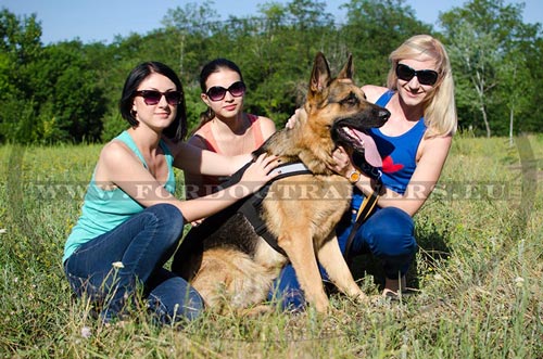 Harness for Sports and Walks with a Large Dog