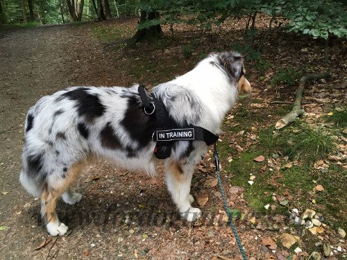 Harnais pour chien de grande taille