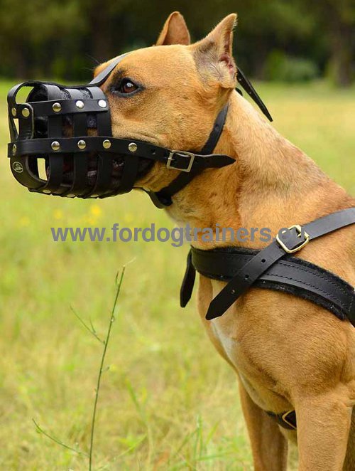 Attentive Pitbull in a harness