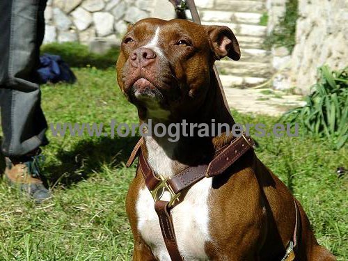 Universal leather harness without chest plate for Pitbulls