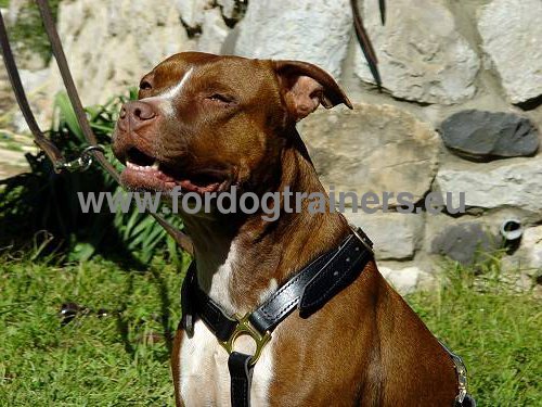 Top Hundegeschirr Leder fr Sport mit Pitbull 