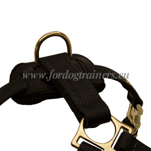 Practical Boxer Harness