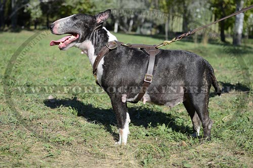 Bull Terrier Leather Harness