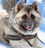 Harnais en cuir lger pour Husky, Akita | Harnais confort✻