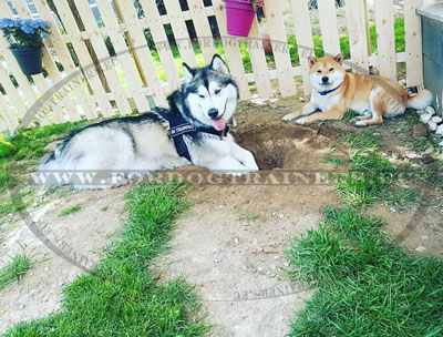 Malamute alaskan harnais de haute qualité