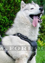 Siberian Husky Professional Education Harness ⚐ [H8###1057 Pettorina da lavoro in cuoio per Husky]