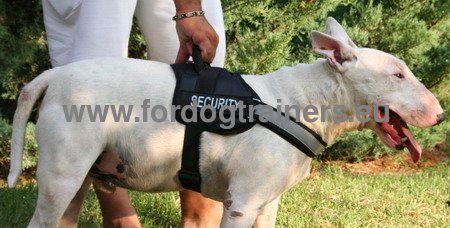 Harnais avec poigne ergonomique pour Bull Terrier