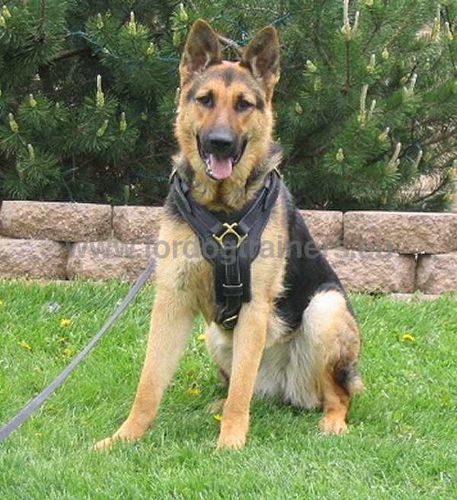 High-quality Leather Harness for Working Dog